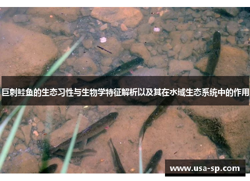 巨刺鲑鱼的生态习性与生物学特征解析以及其在水域生态系统中的作用